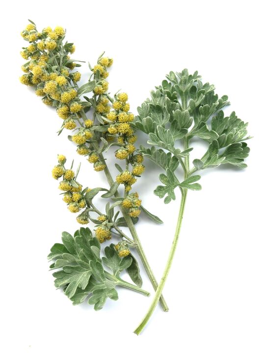 Wormwood in the composition of the drug