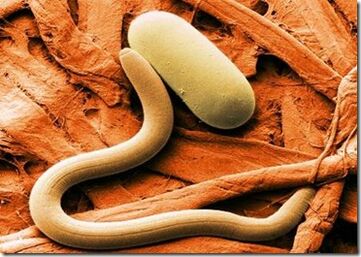 Types of parasites