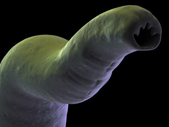 parasite